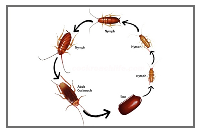 Cockroache Life Cycle
