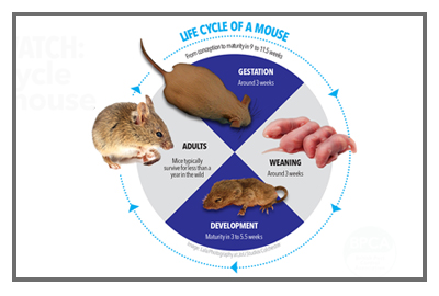 Rodent Life Cycle