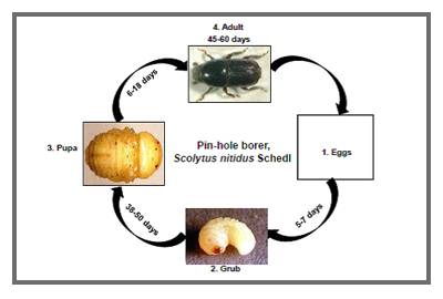 Woodboring Beetle Life Cycle